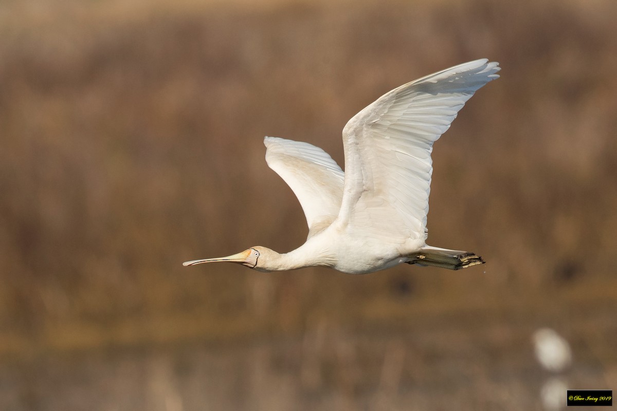 Yellow-billed Spoonbill - ML177301051