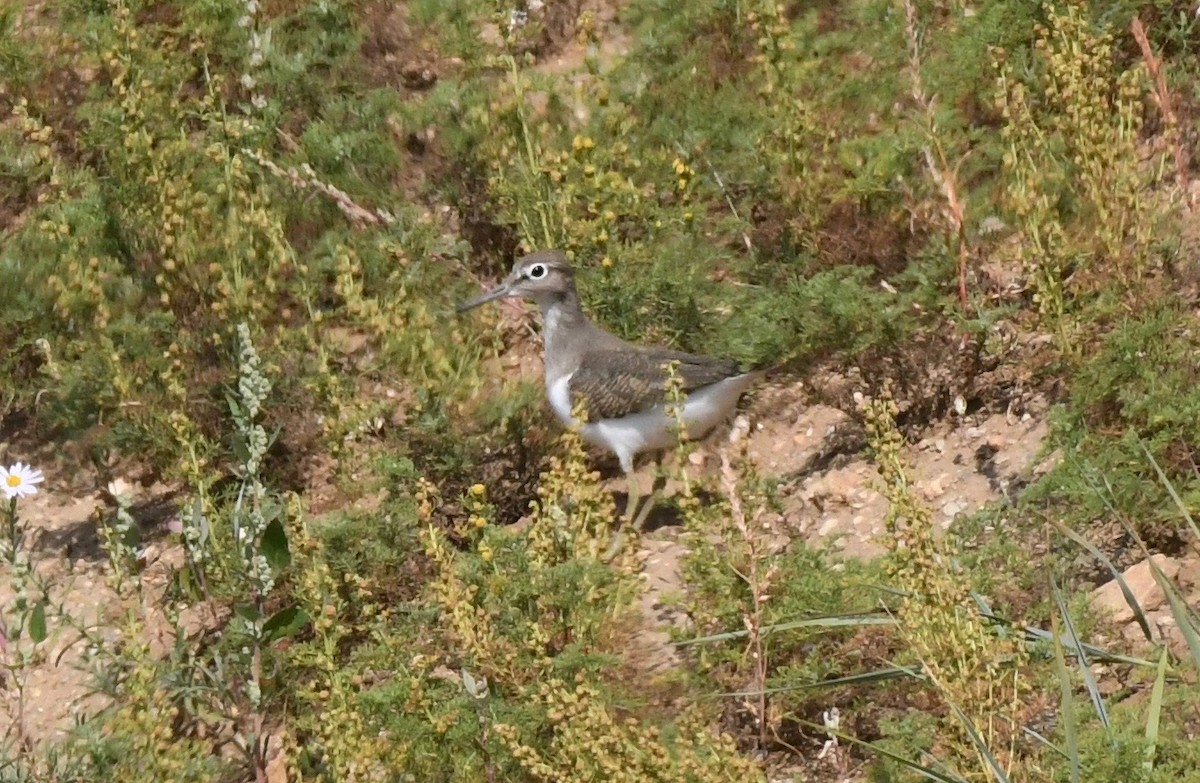 Common Sandpiper - ML177302241