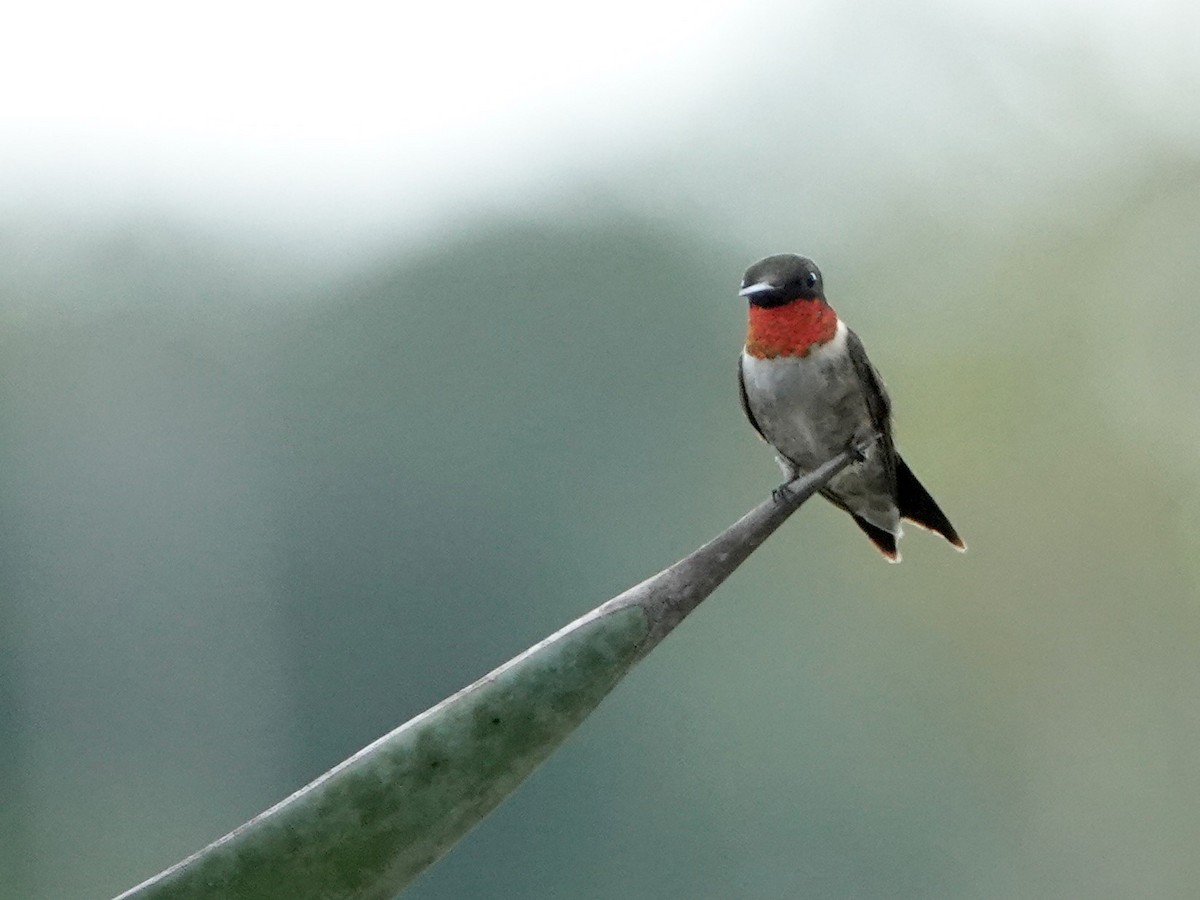 Colibri à gorge rubis - ML177302301