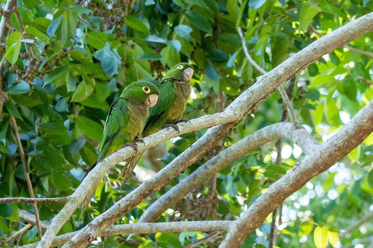 Yellow-billed Parrot - Anonymous