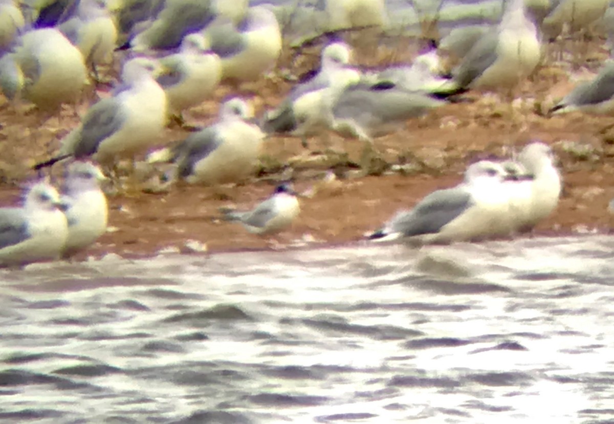 Common Tern - ML177303811