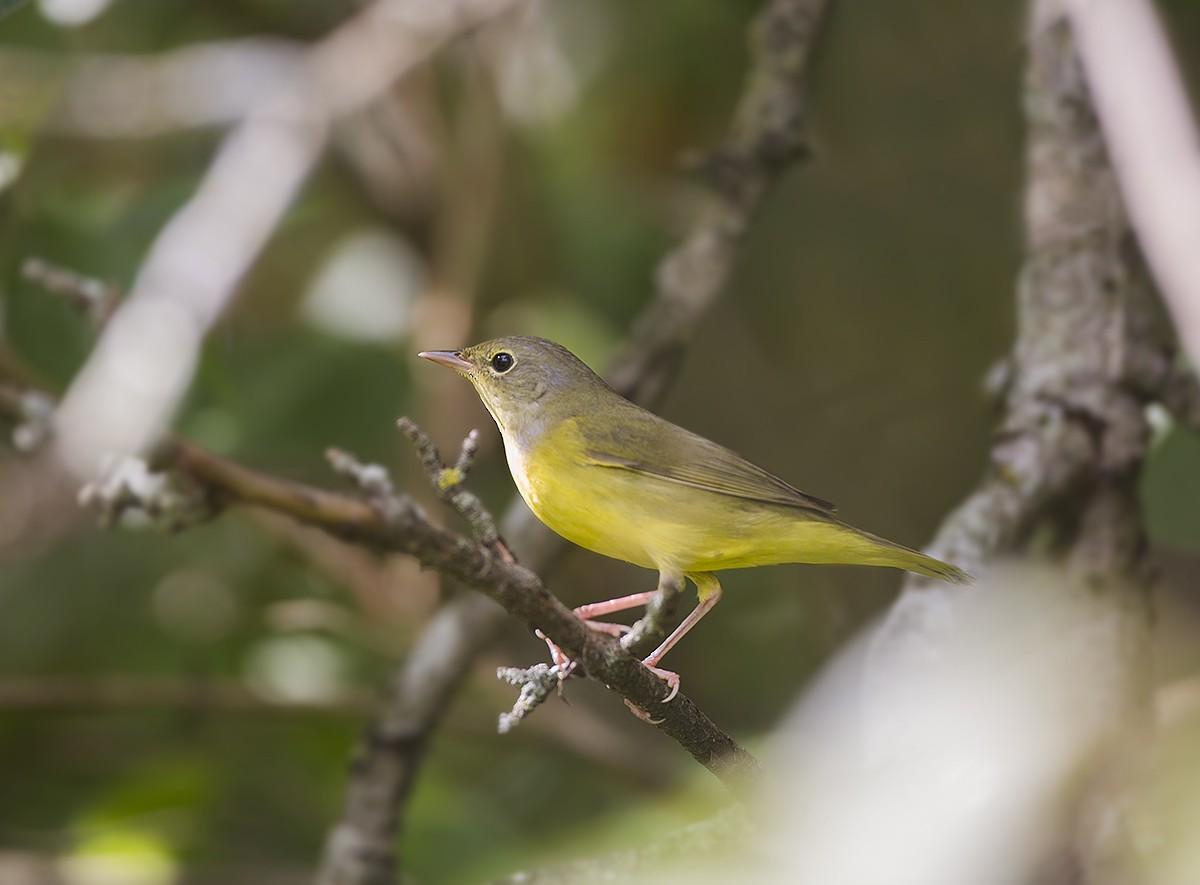 Graukopf-Waldsänger - ML177305971