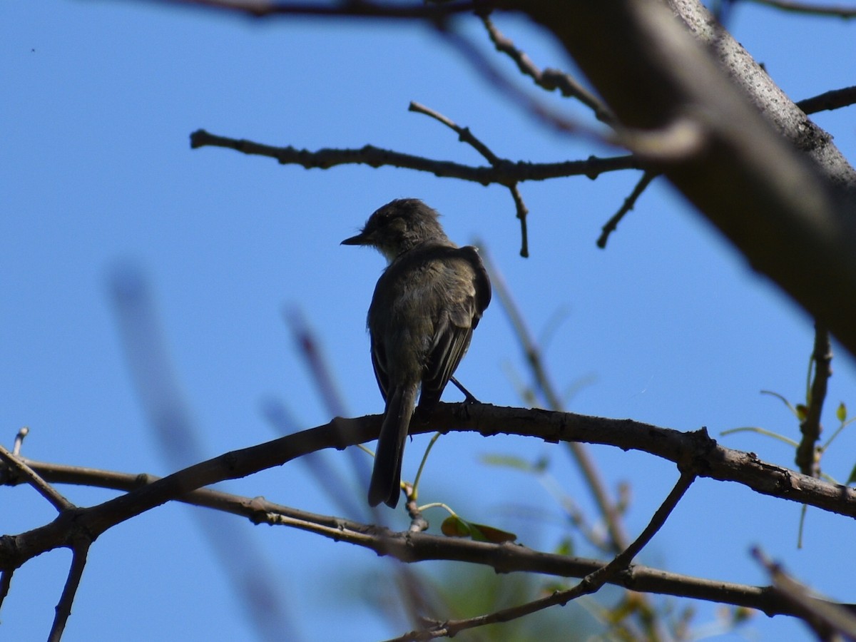 Willow Flycatcher - Patrick McGill