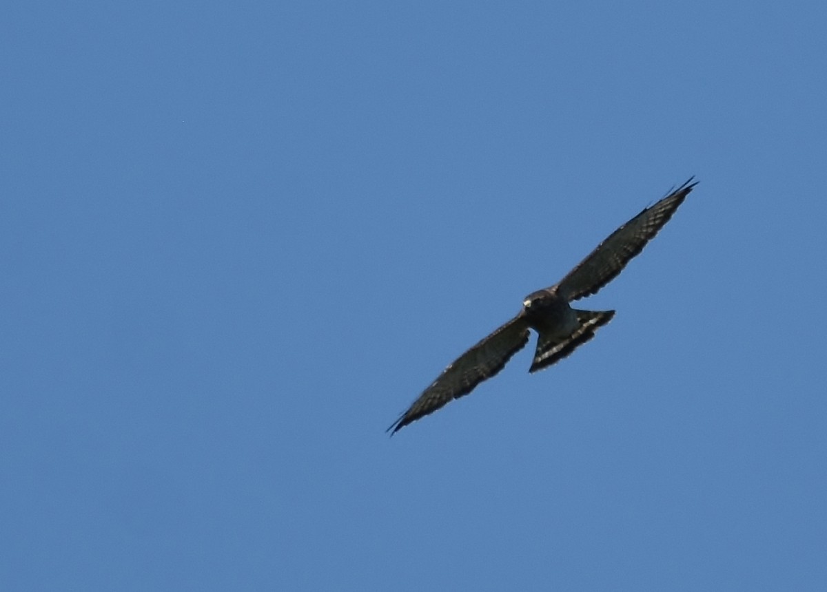 Broad-winged Hawk - ML177307491