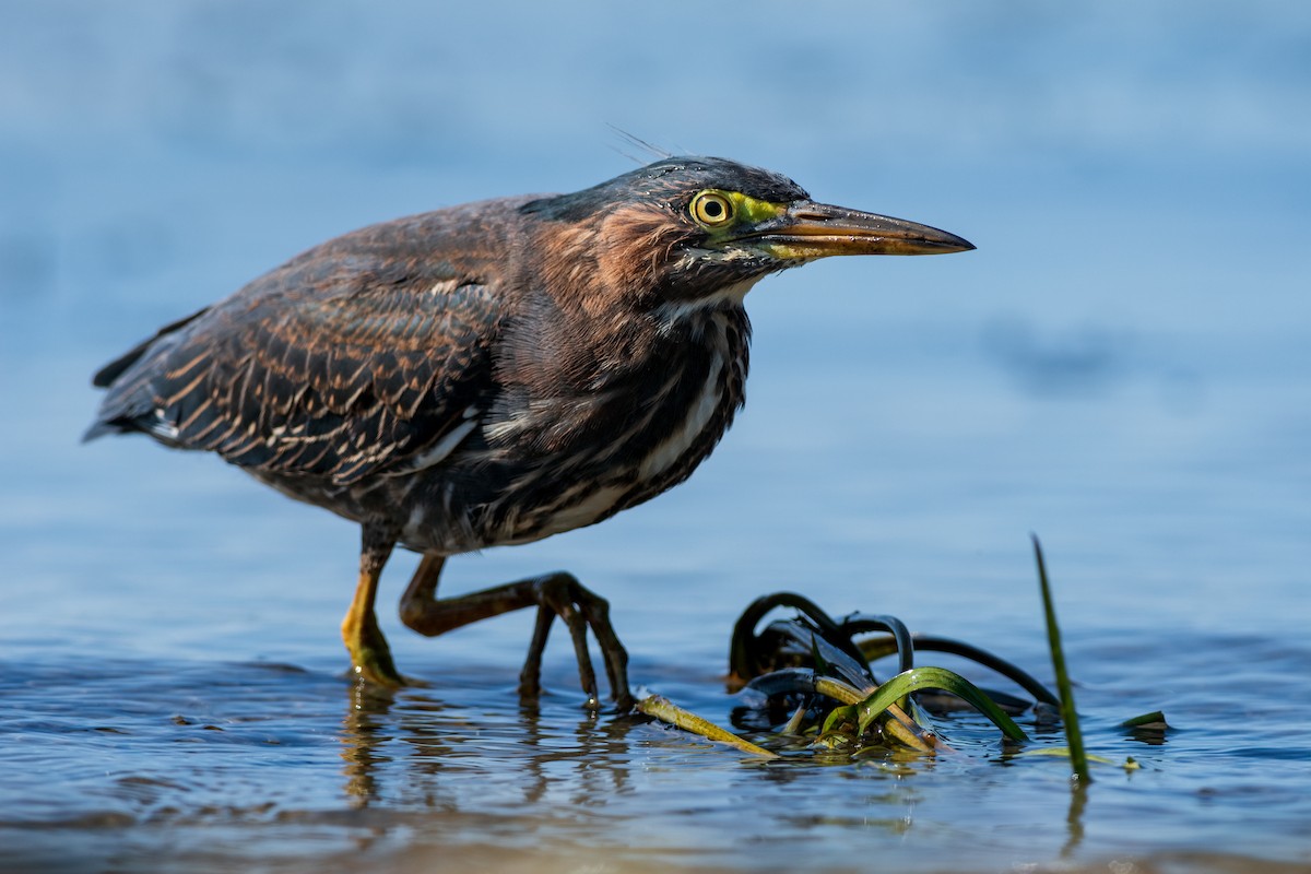 Green Heron - ML177308291