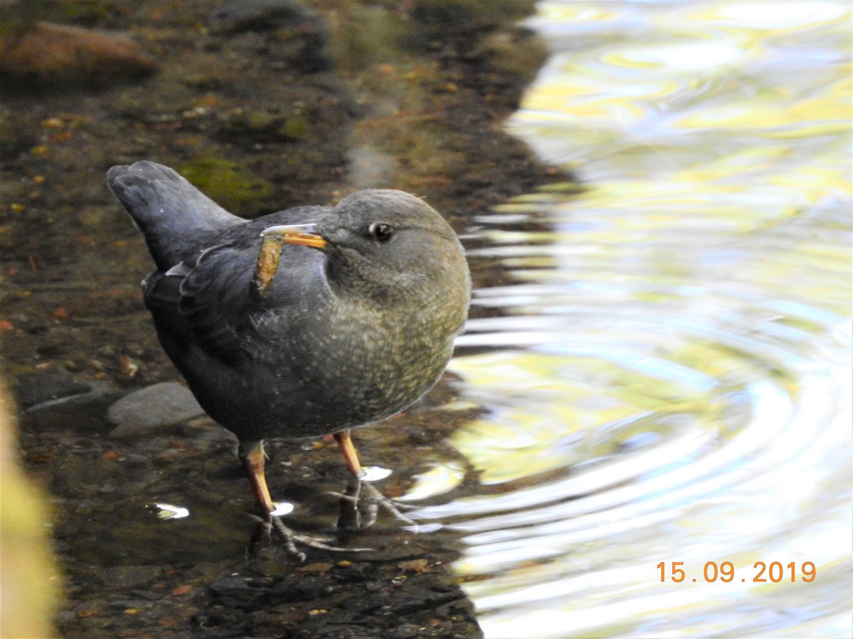 American Dipper - ML177309171