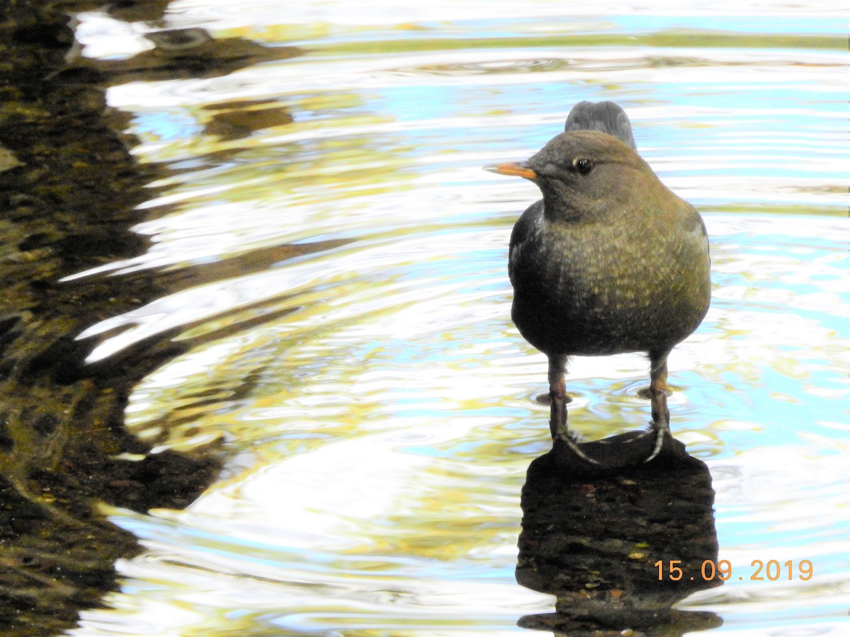 American Dipper - ML177309261