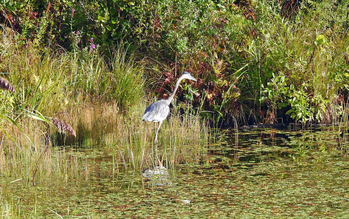 Great Blue Heron - ML177309271