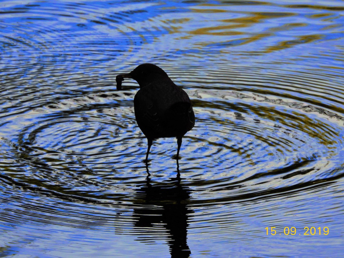 American Dipper - ML177309281