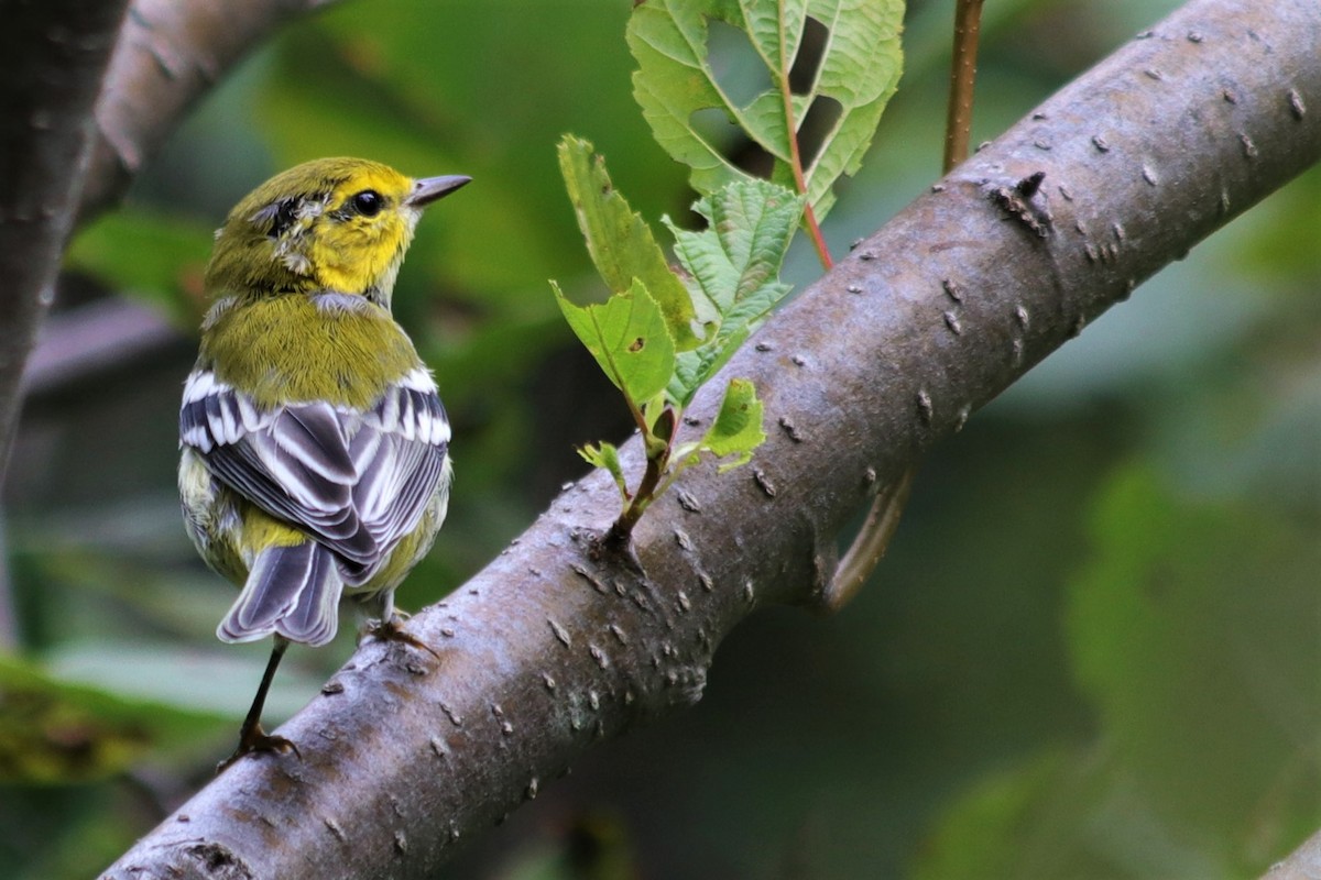 Black-throated Green Warbler - ML177310211