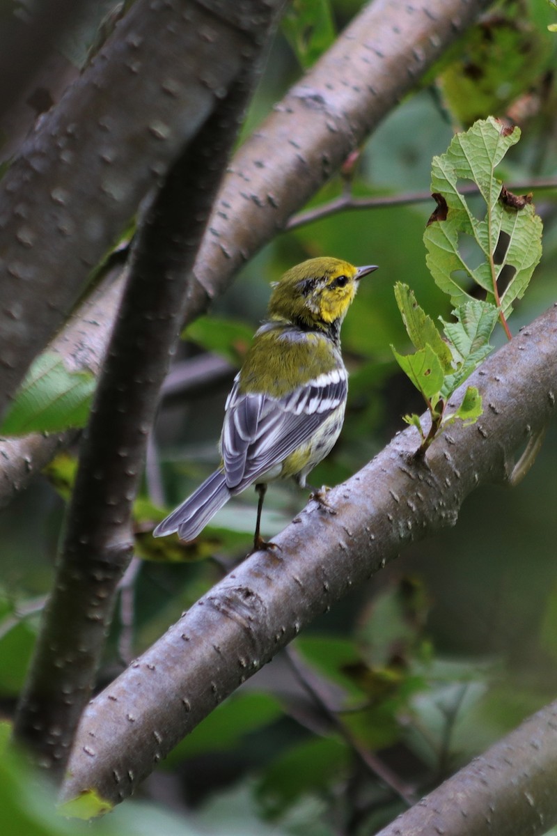 Black-throated Green Warbler - ML177310221