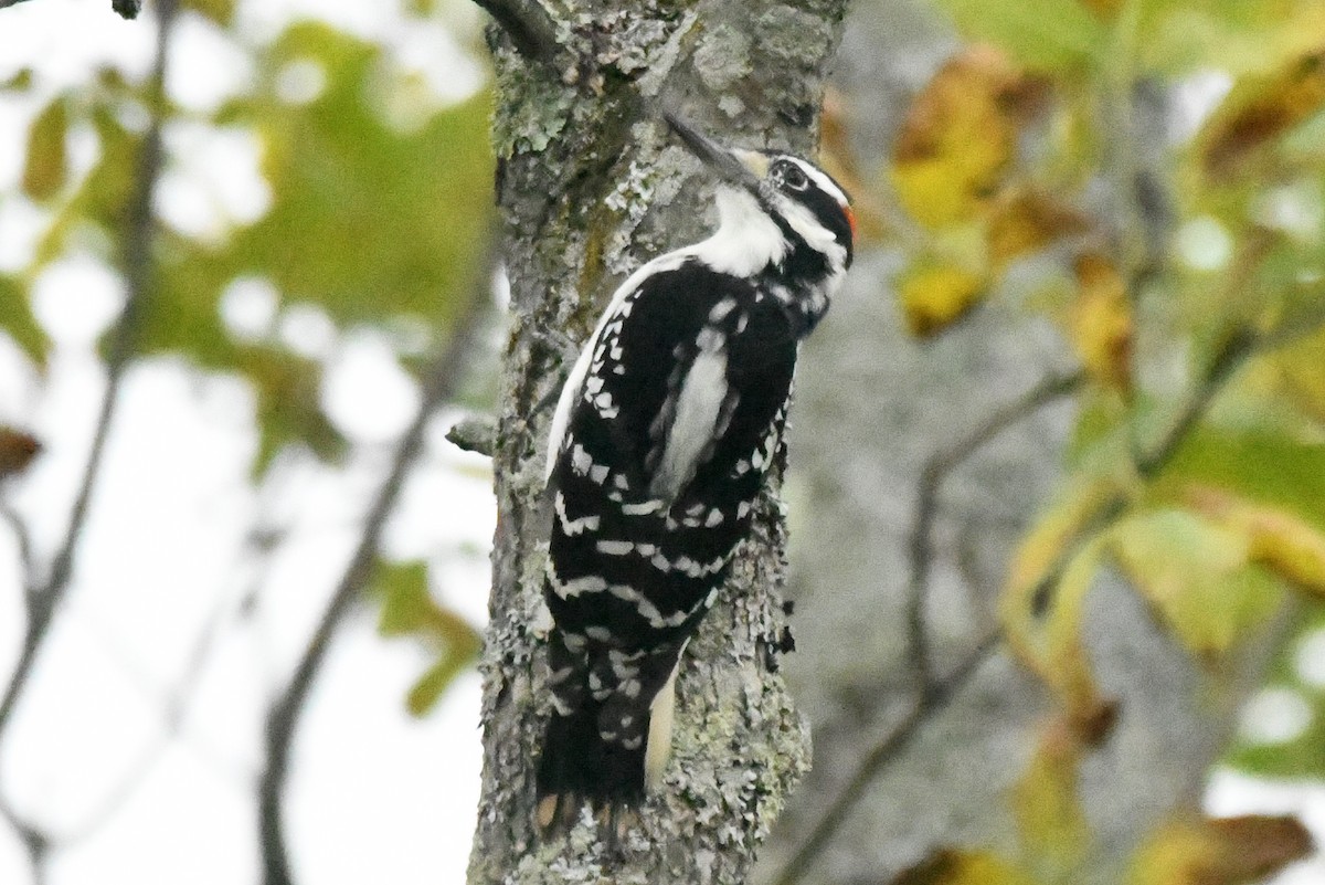 セジロアカゲラ（villosus グループ） - ML177310661