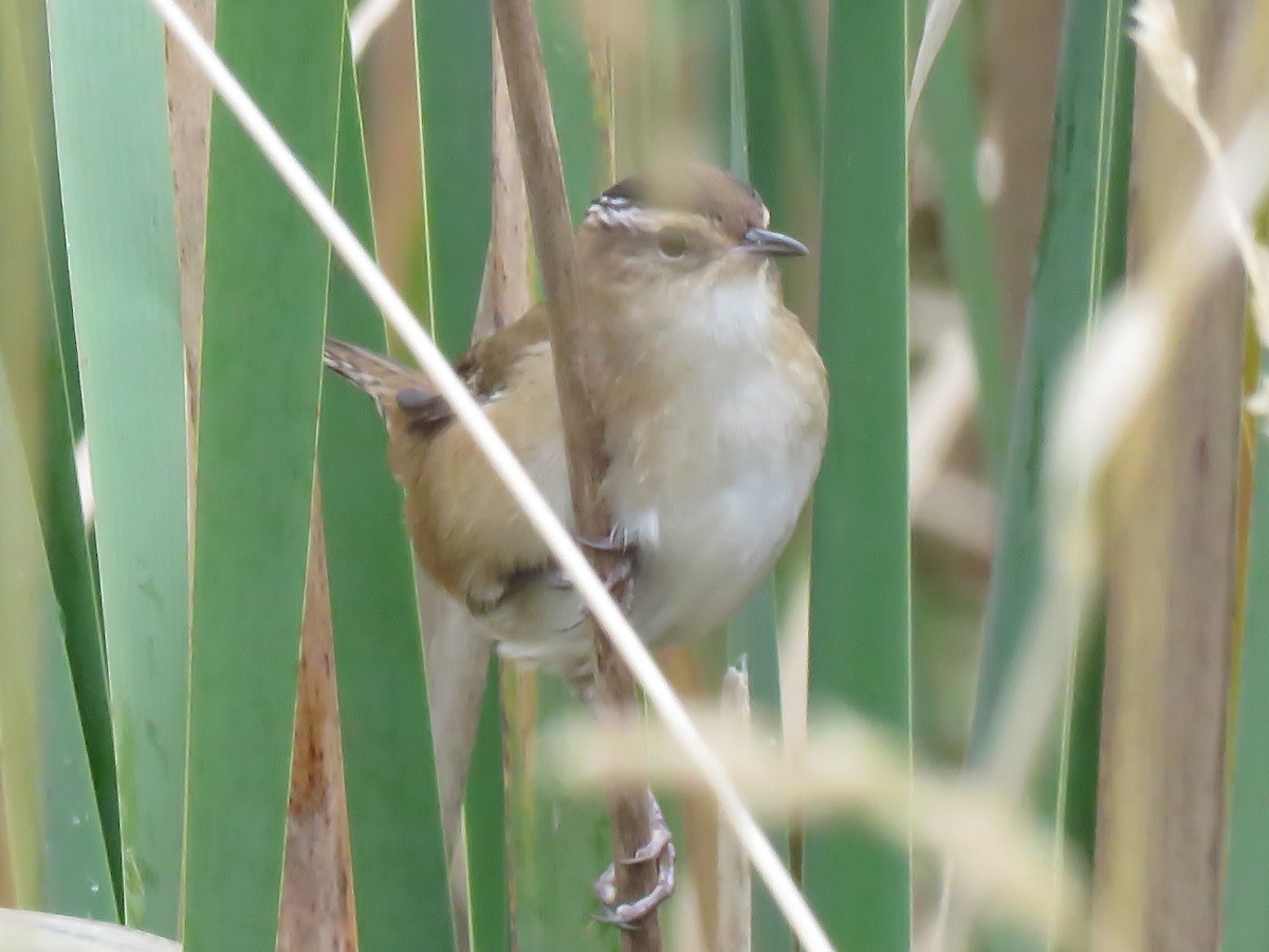 Marsh Wren - David and Regan Goodyear