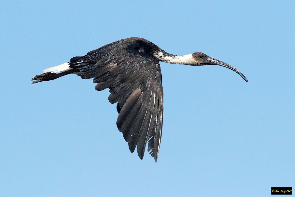 Straw-necked Ibis - ML177311411