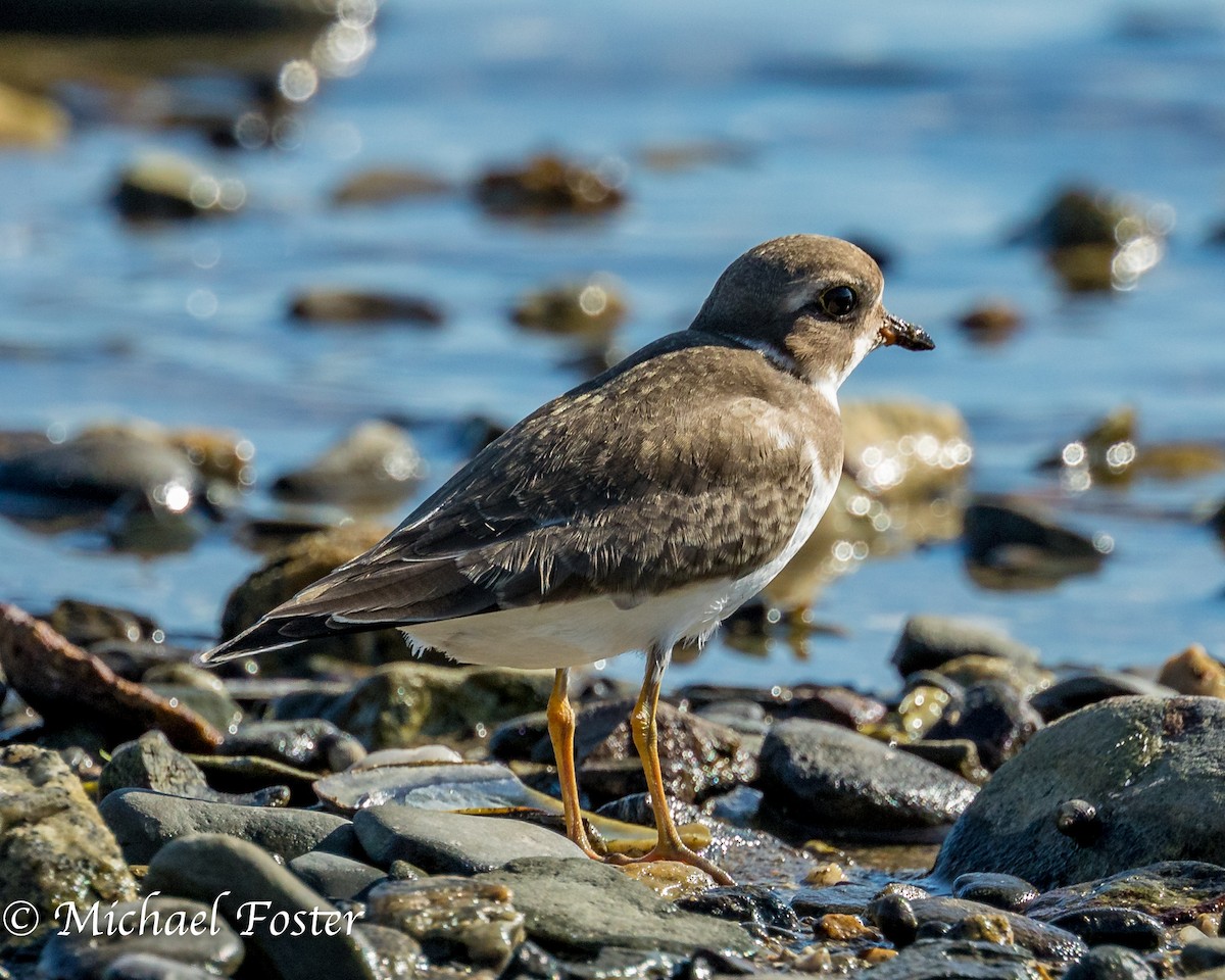 Semipalmated Plover - ML177314061
