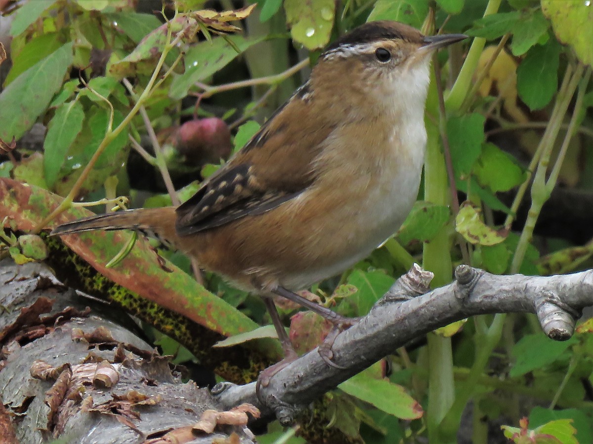 Marsh Wren - David and Regan Goodyear