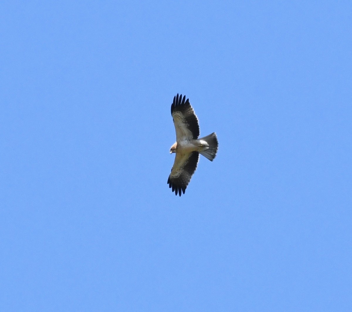 Booted Eagle - ML177314731