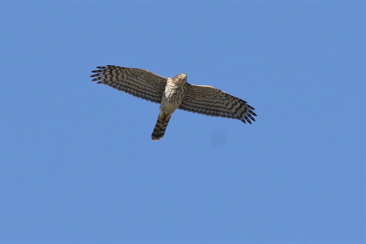 Cooper's Hawk - ML177315791