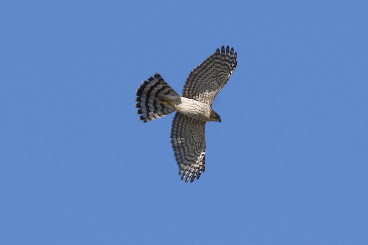 Cooper's Hawk - Margaret Viens