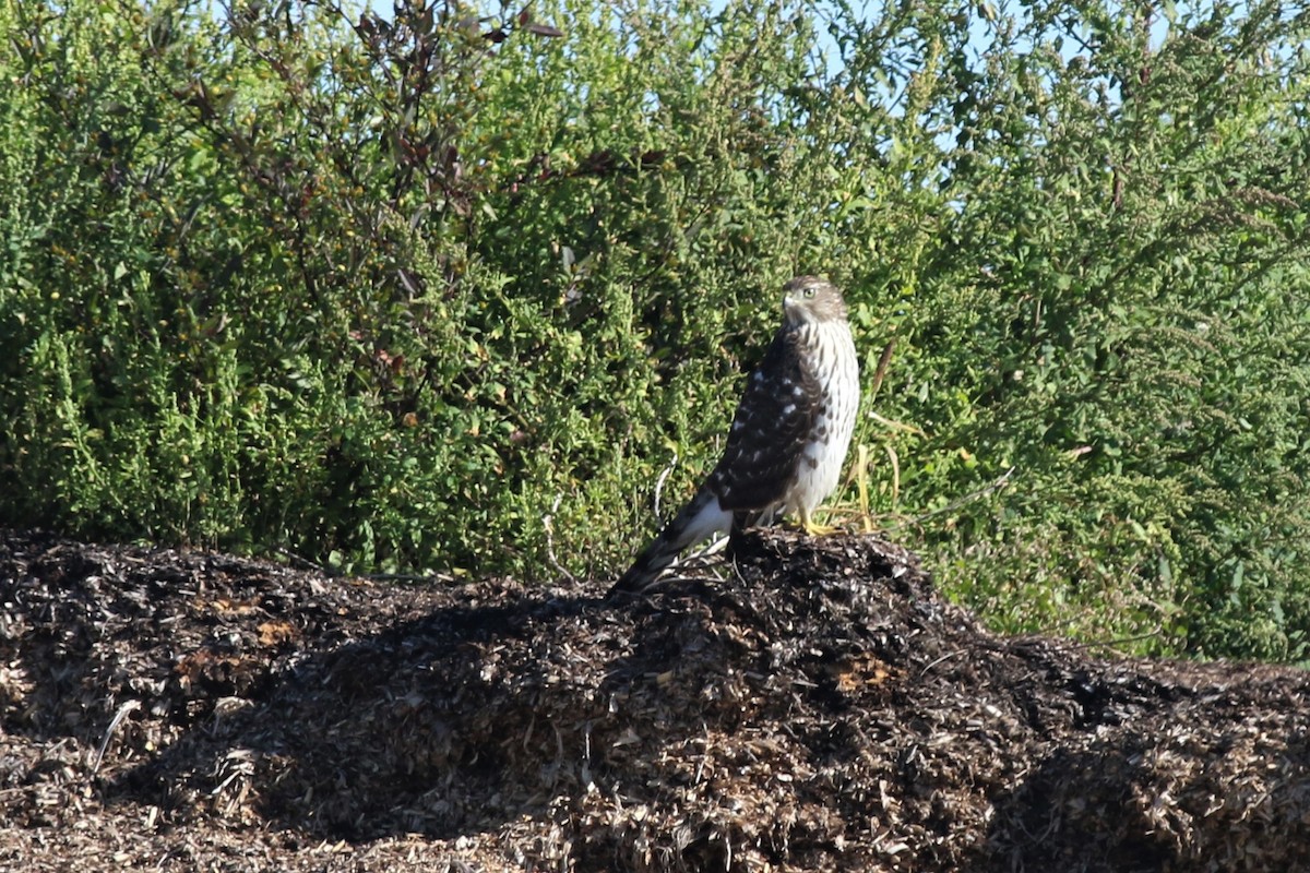 Cooper's Hawk - ML177315871