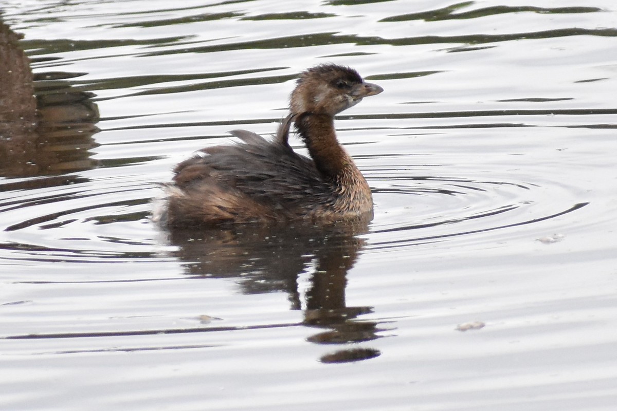 Pied-billed Grebe - ML177316171