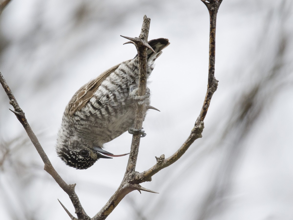 White-barred Piculet - Ignacio Zapata