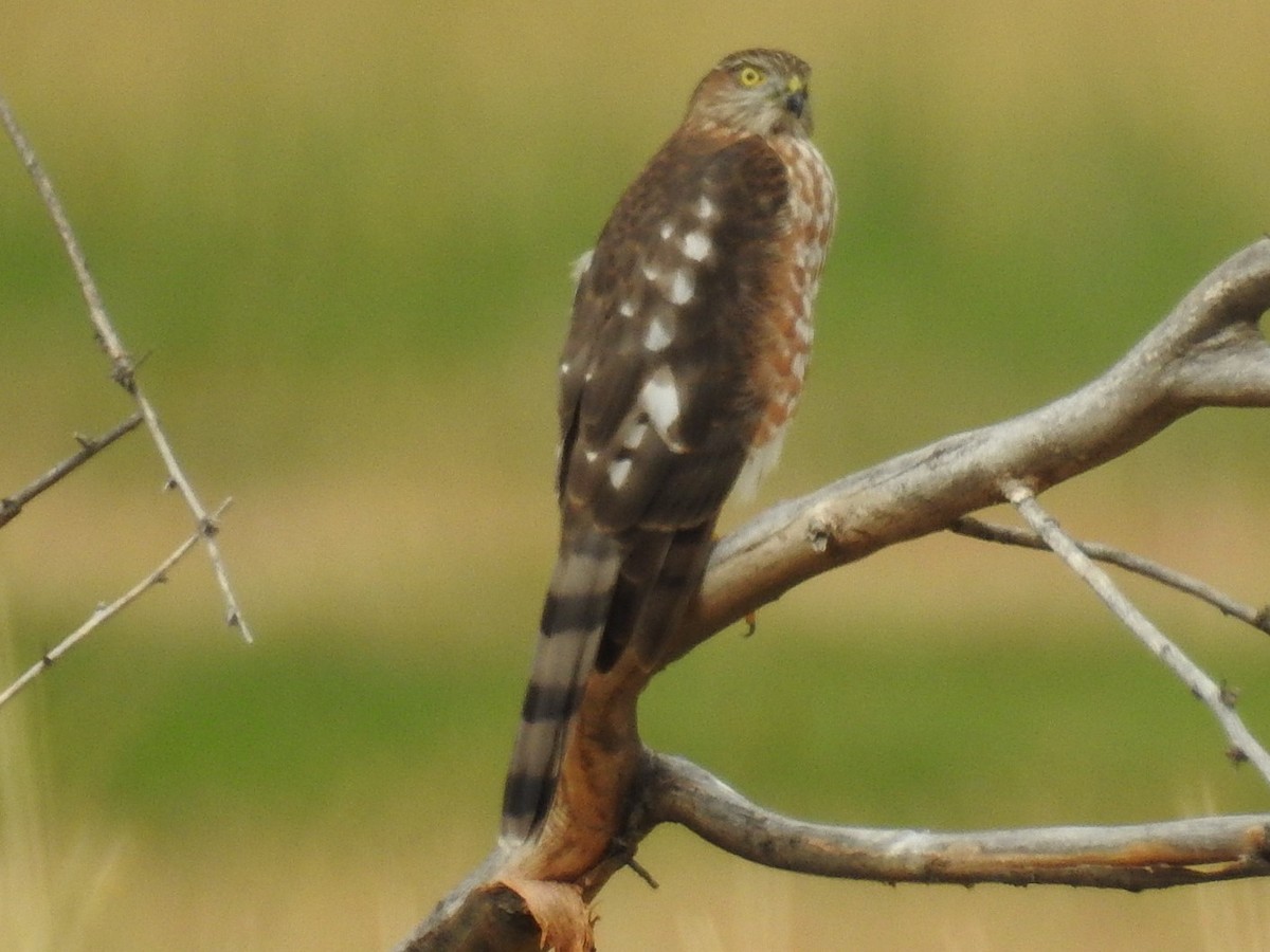 Sharp-shinned Hawk - ML177320261