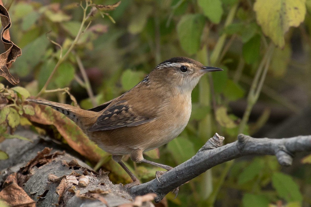 Marsh Wren - Gerry Gerich