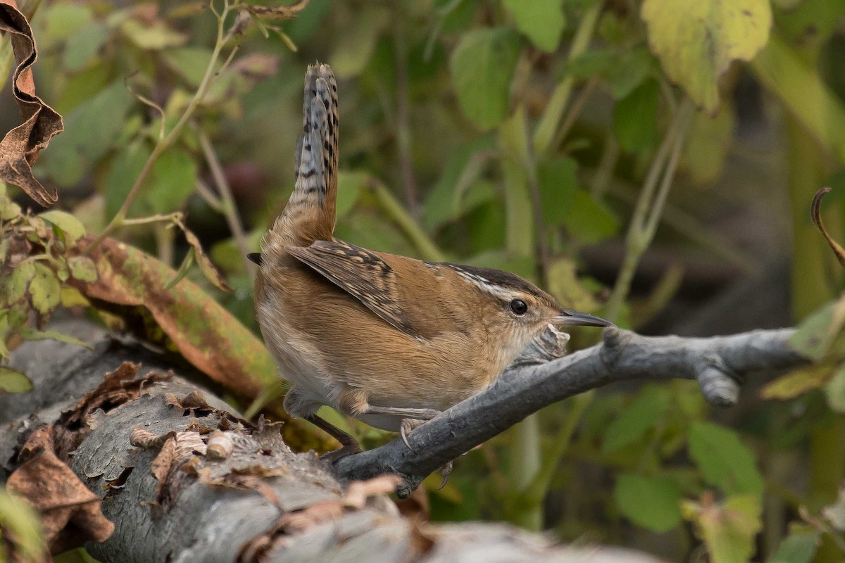 Marsh Wren - ML177320441