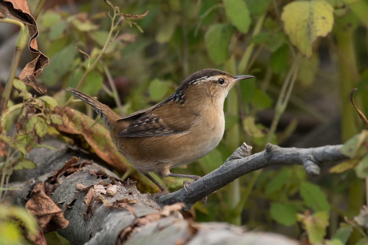 Marsh Wren - ML177320451