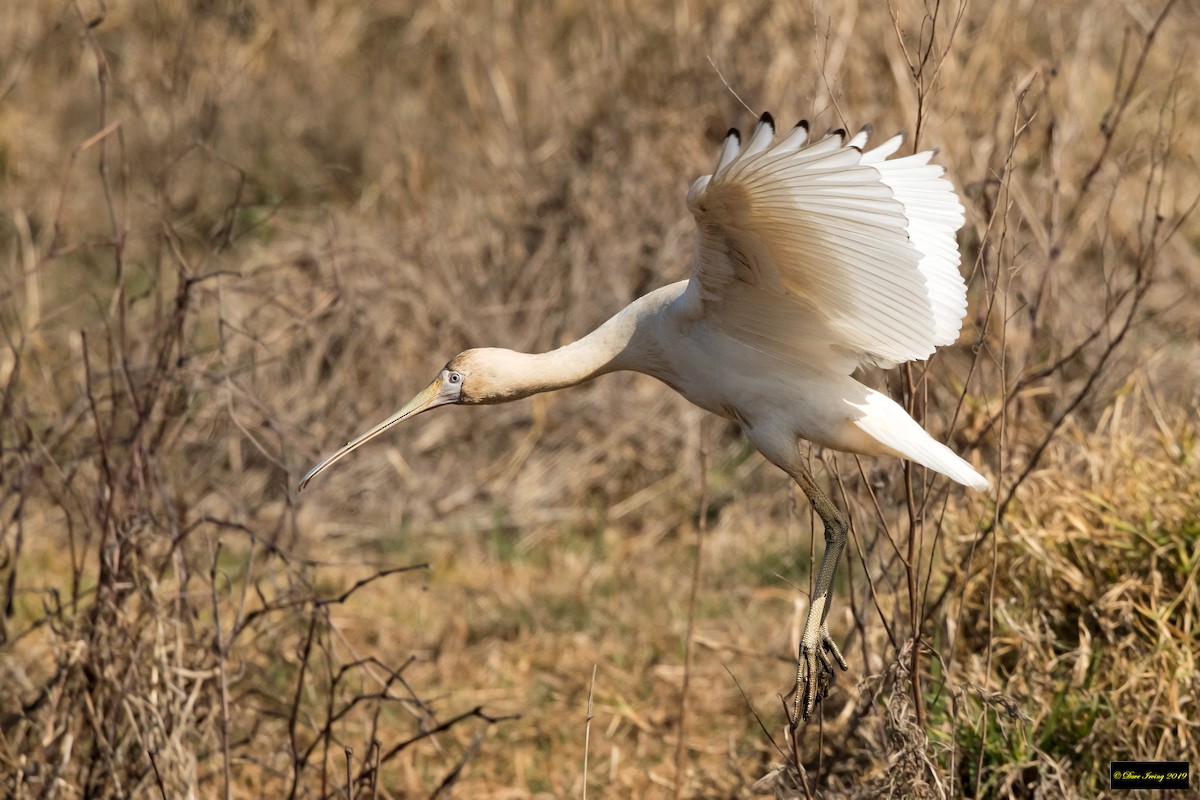 Yellow-billed Spoonbill - ML177321961