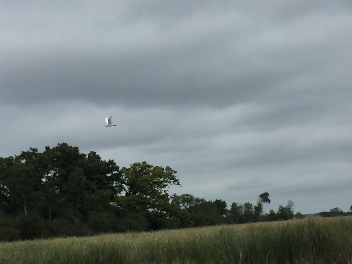 Western Cattle Egret - ML177322151