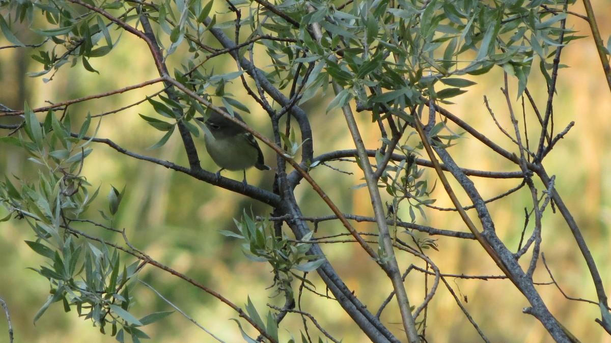 Cassin's Vireo - ML177323471