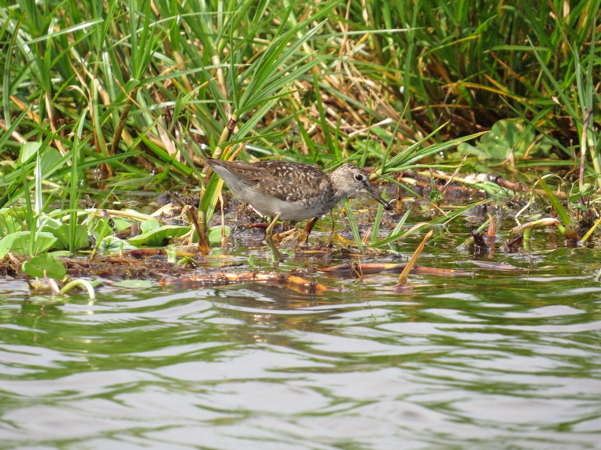 Wood Sandpiper - Whitney Mortimer