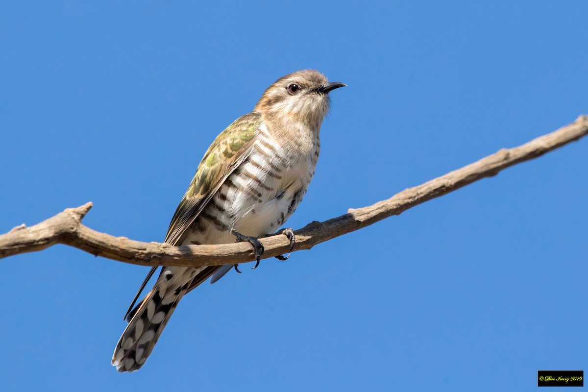 Horsfield's Bronze-Cuckoo - ML177325121