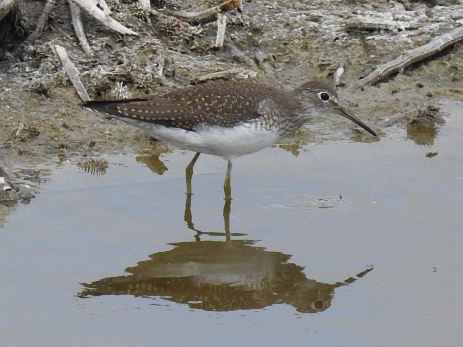 Solitary Sandpiper - ML177329551