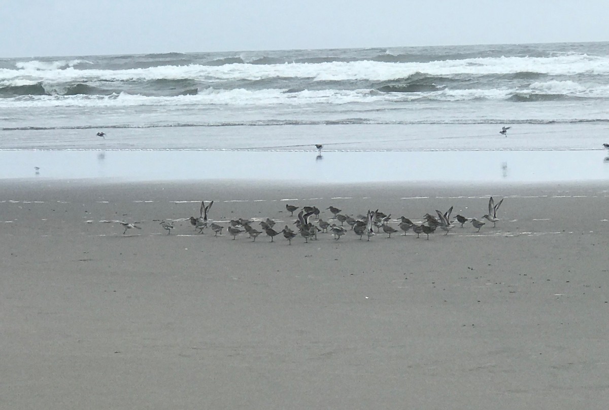 Red Knot - ML177329861