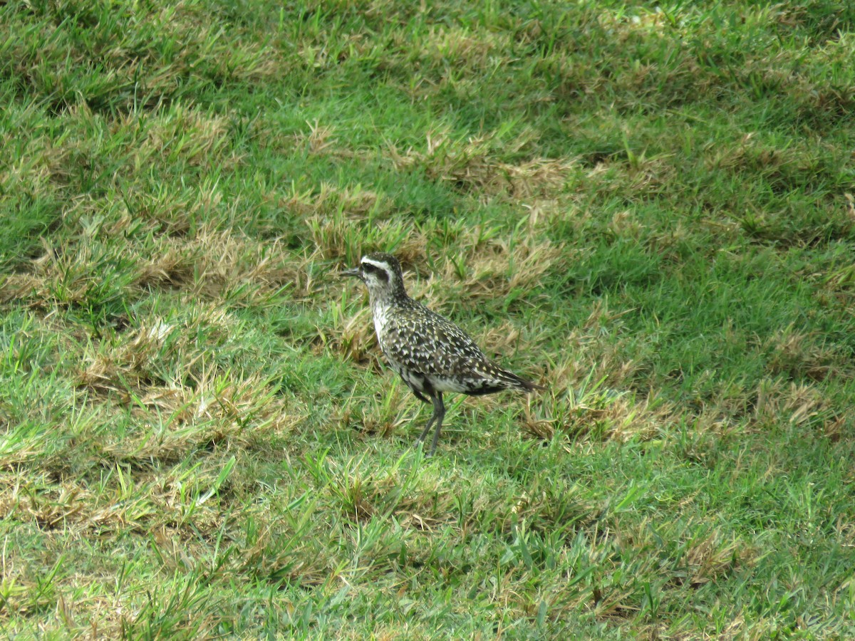 American Golden-Plover - ML177330051