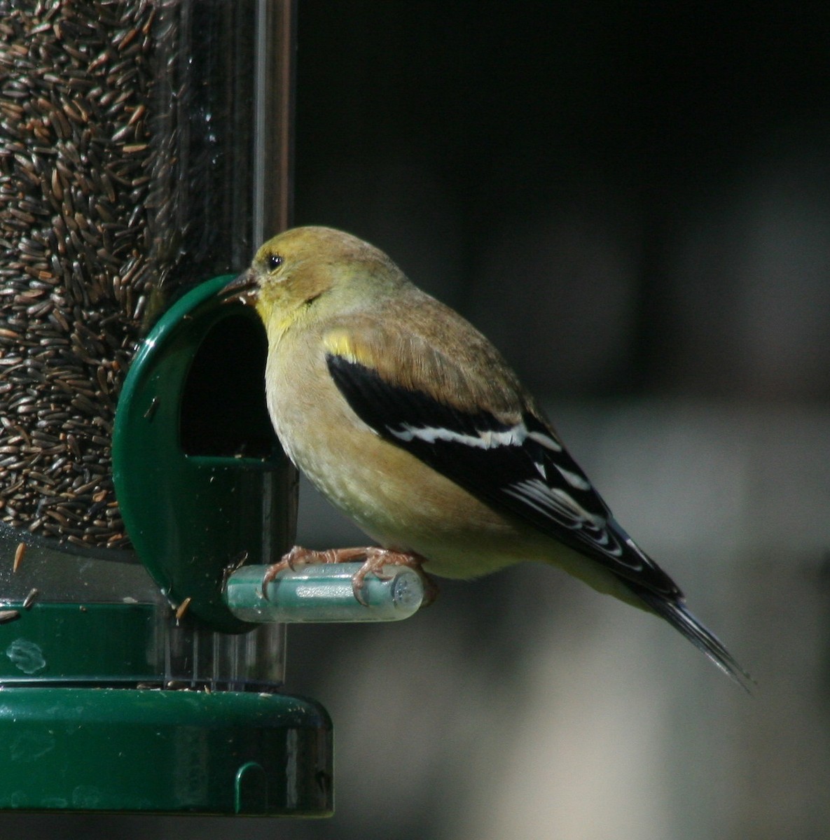 American Goldfinch - Paul Sellin