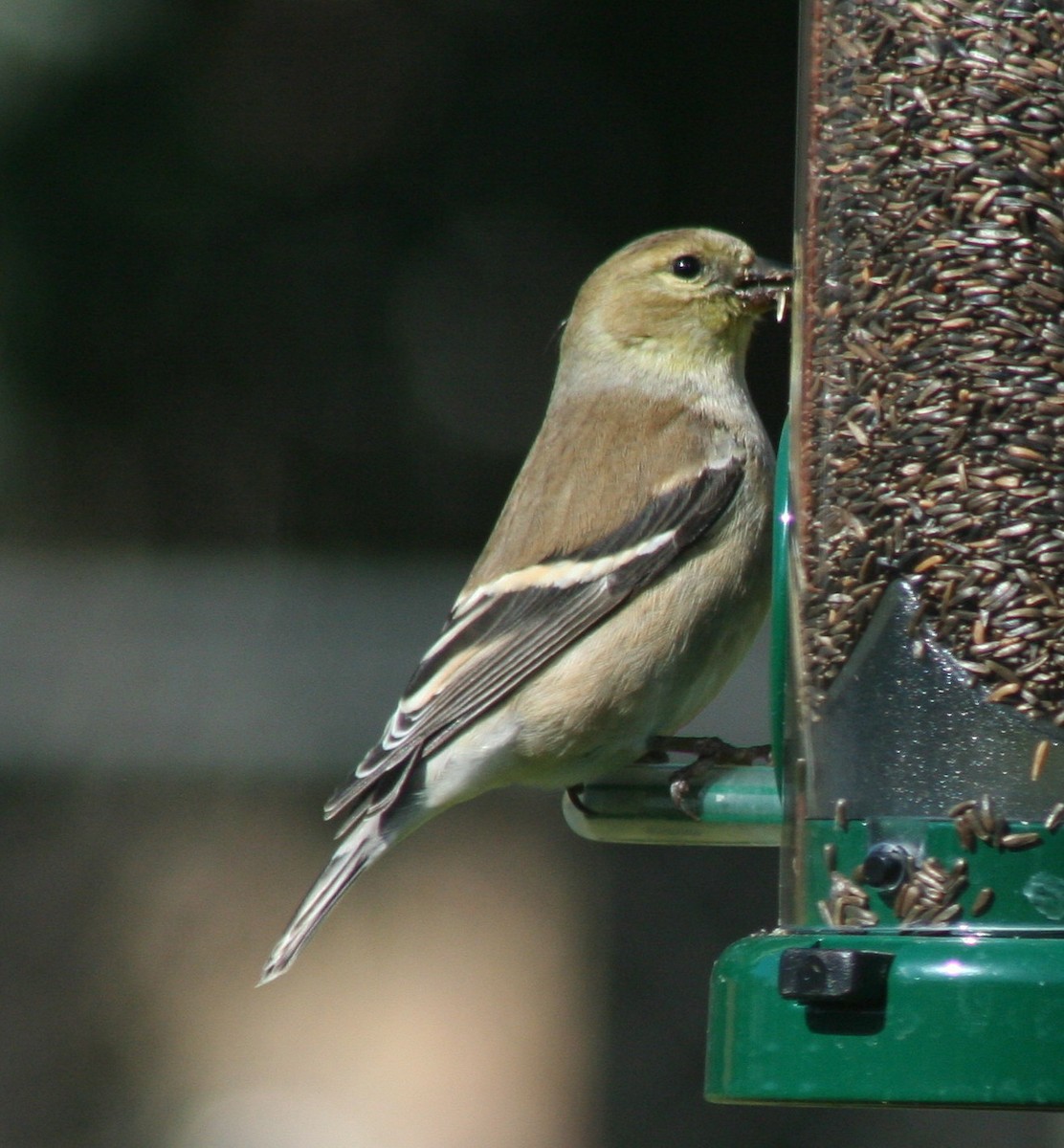 American Goldfinch - Paul Sellin