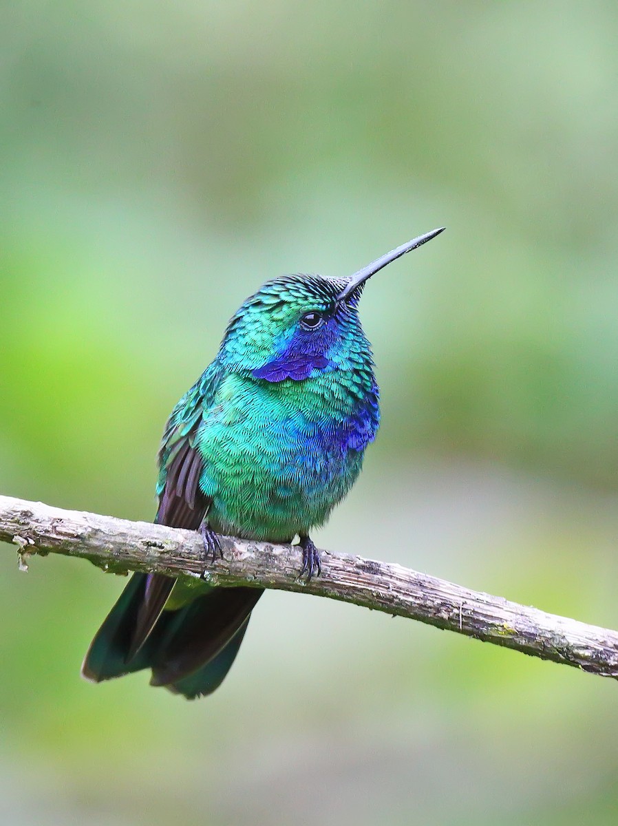 Colibrí Oreja Violeta Mexicano - ML177331481