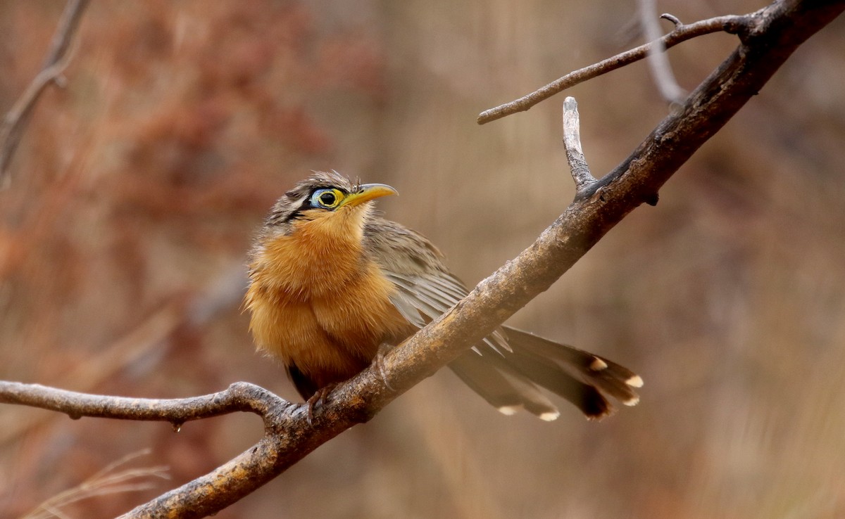 Lesser Ground-Cuckoo - ML177331841