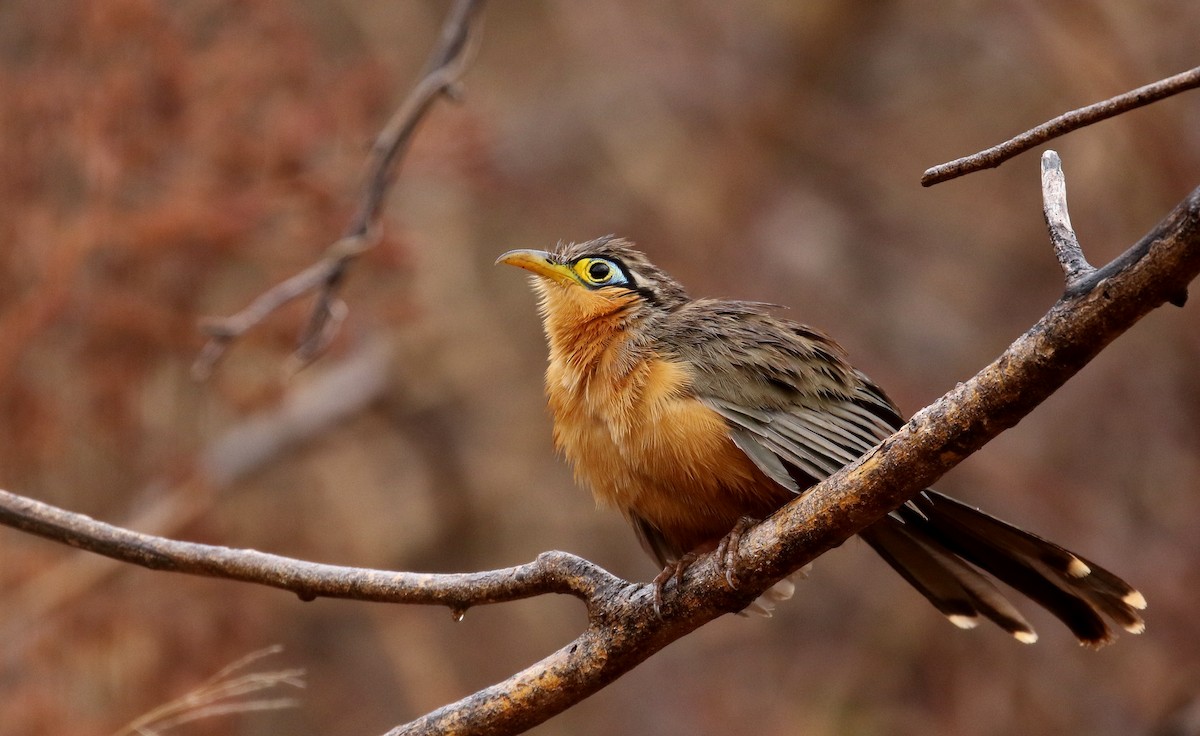 Lesser Ground-Cuckoo - ML177331891