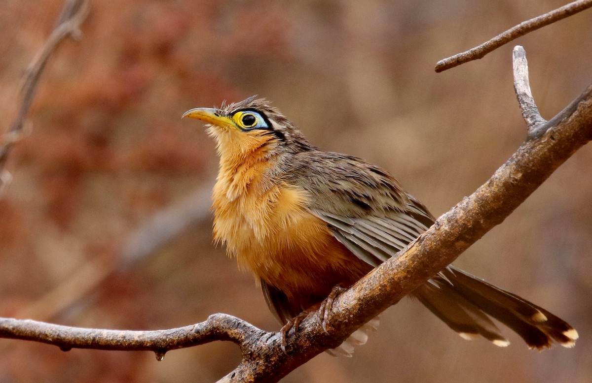 Lesser Ground-Cuckoo - ML177332381