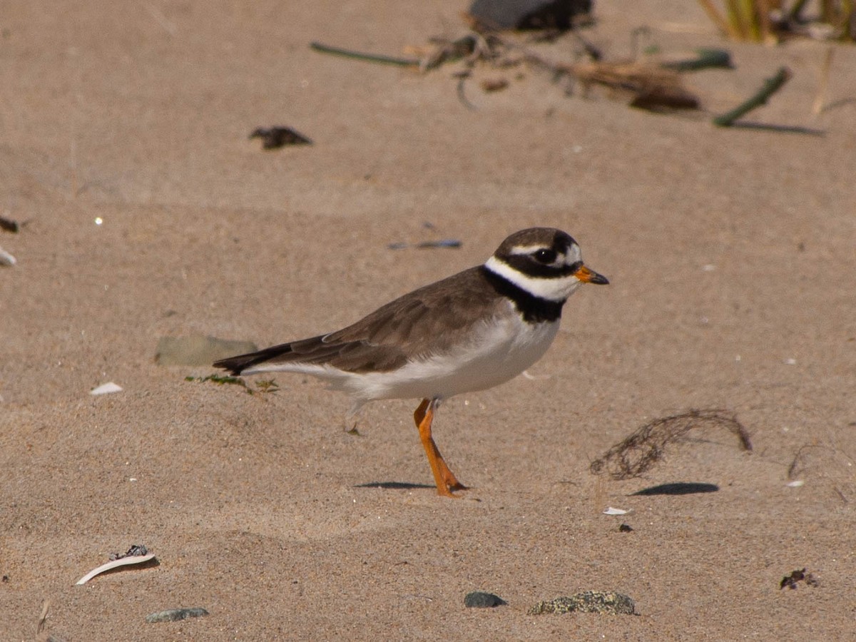 Common Ringed Plover - ML177332791