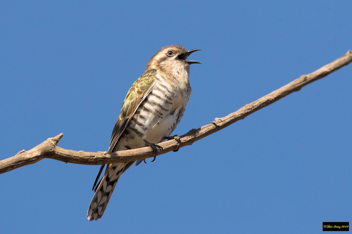 Horsfield's Bronze-Cuckoo - ML177332911