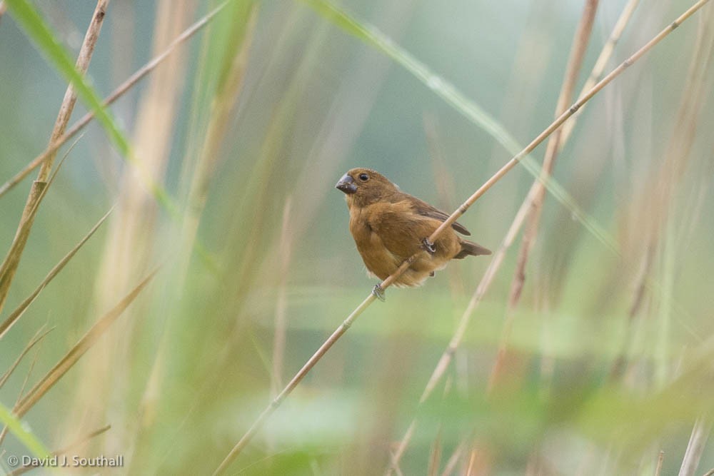 Thick-billed Seed-Finch - ML177333421