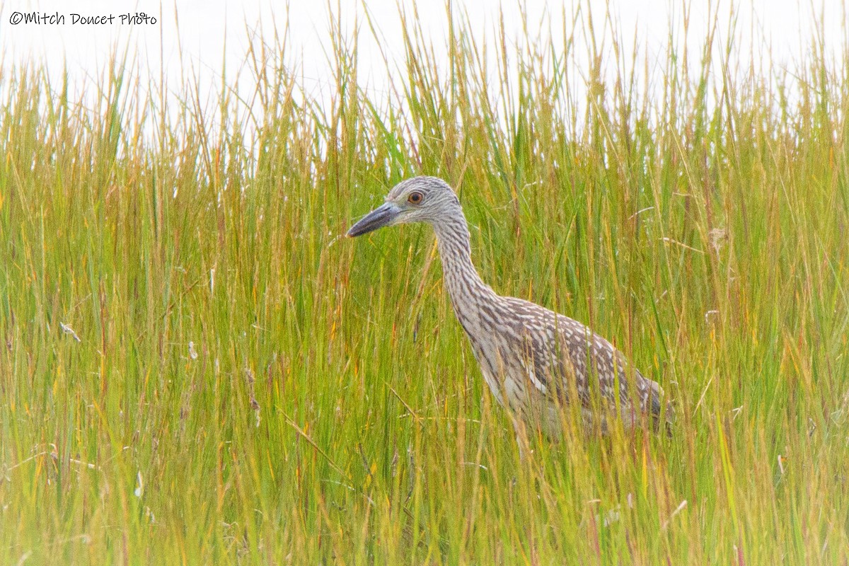 Yellow-crowned Night Heron - Mitch (Michel) Doucet