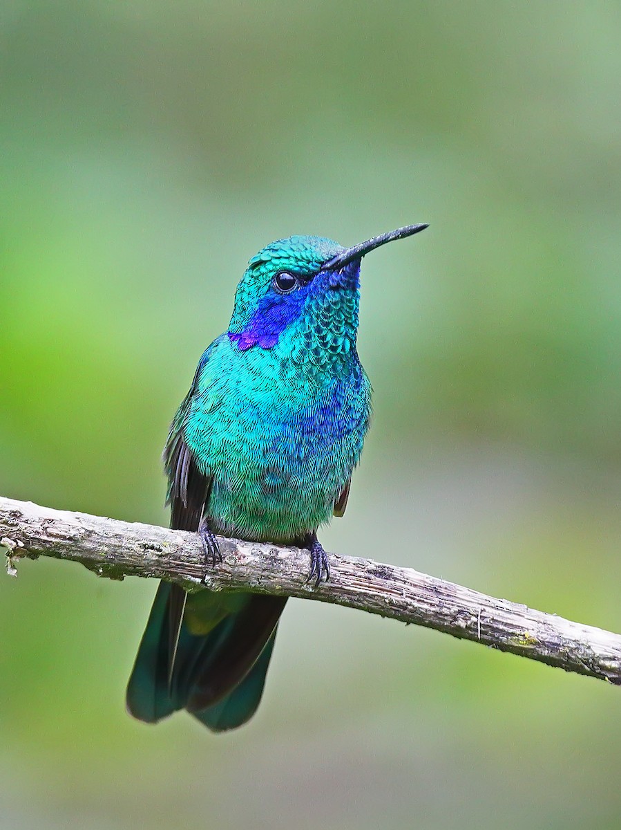 Colibrí Oreja Violeta Mexicano - ML177333821