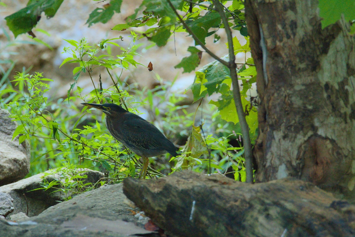 Green Heron - ML177335371